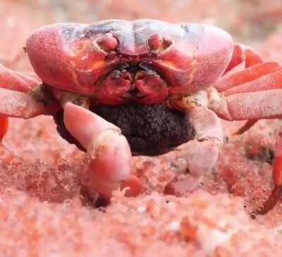 Red Crab Feasting On The Thousands Of Newly Hatched Babies She Laid A Month Before