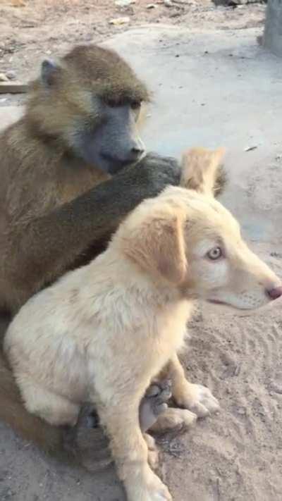 This baboon is helping his dog friend to get rid of worms [OC]