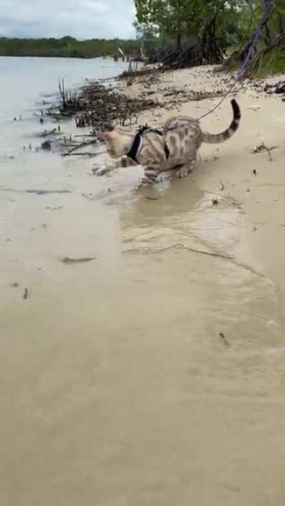 Soju’s first time at the beach :)