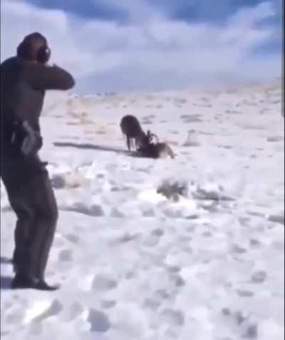 Game Warden shows us the best use of gun. (He saved the life of two interlock deer!)