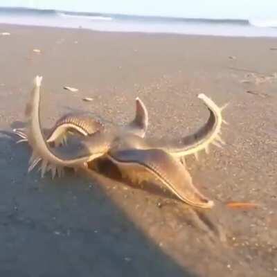 Thanks, I hate walking starfish