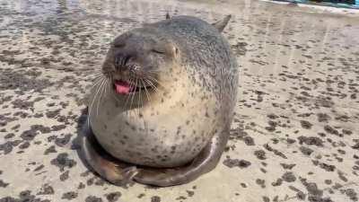 Seal loaf @aguhiyori