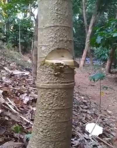 Tree filled with water