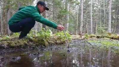 When they say to not step in puddles this is the risk they are talking about: