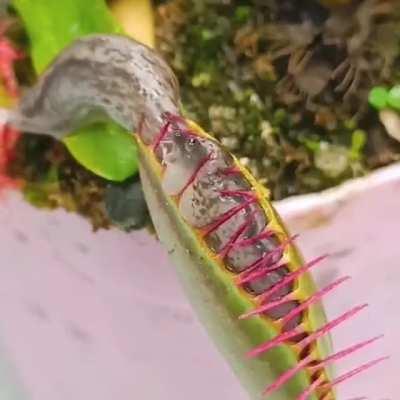 Slug casually escaping a Venus flytrap