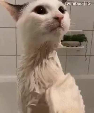 I don't think bathing a cat was supposed to be this smooth.