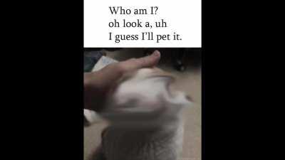 A spin on the cat meme