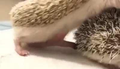 Hedgehogs trying to have sex