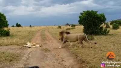 This is not how to wake up a lioness