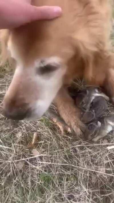 This doggo saved these baby bunnies from a hawk attack