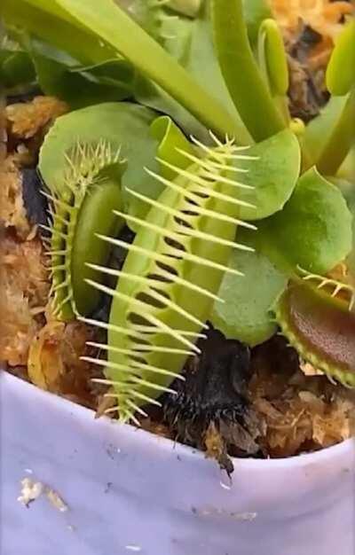 Bee captured by a Venus Fly Trap