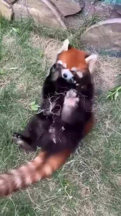 Red panda enjoying his life