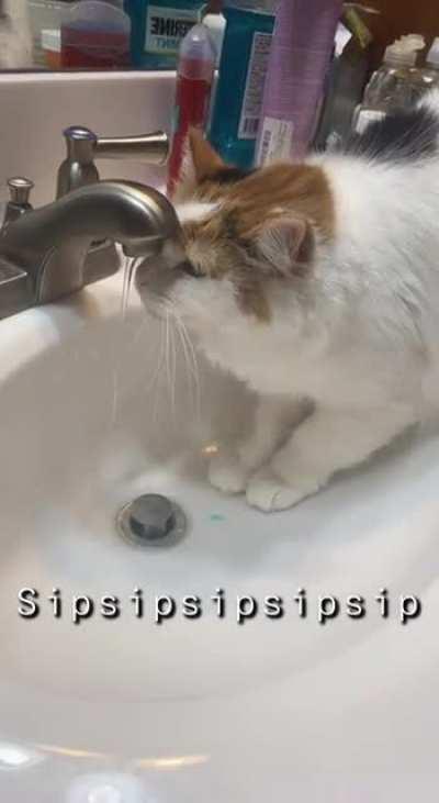 Jinx like to take her sips from the sink ~cautiously~