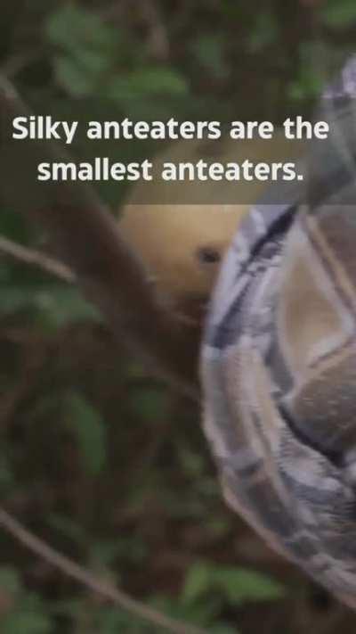 Meet the Silky Anteater, smallest of all the Anteaters.