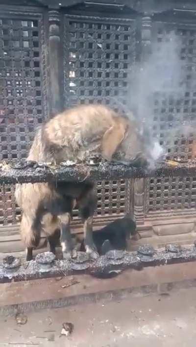 Goat in Nepal inhaling and exhaling smoke