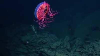 🔥 halitrephes jellyfish