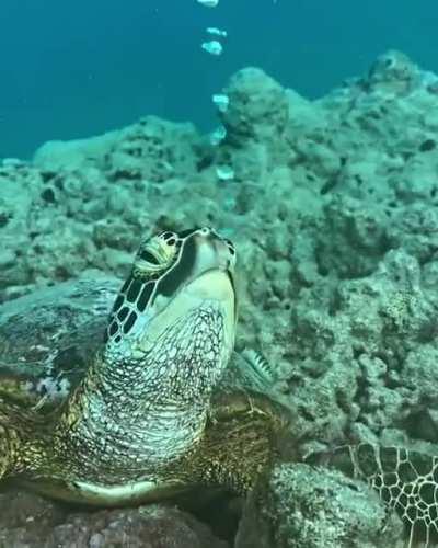 The way this turtle sleeps and sounds in the waters of the Cook Islands