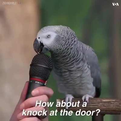 The way this birdie talks