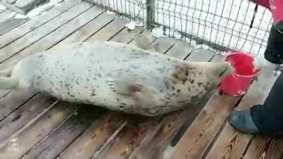 Casually brushing a seal