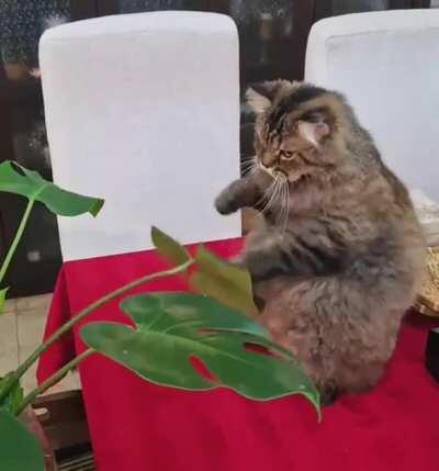 This cat playing with a leaf.