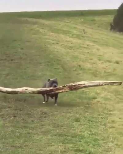 Proud boy finding best stick