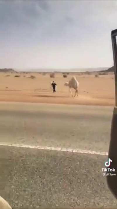 Using baby camel as bait to steer the mother away from the highway