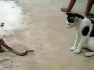 Frog, armed with a snake VS a cat