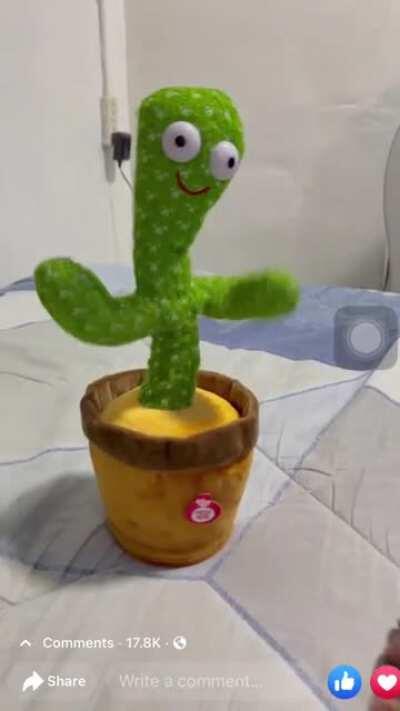 This cactus is keeping me sane!