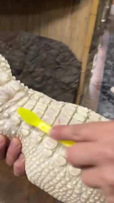 Coconut the albino gator loves scrubbies!