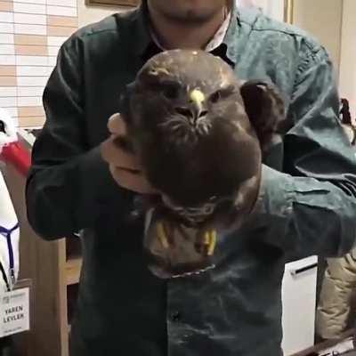 A hawk's head stabilization