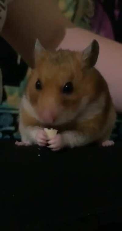 Hammy likes the peanut