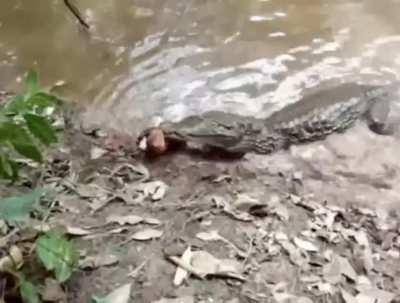 electric eel kills aligator