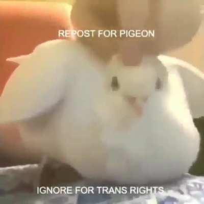 Pigeon