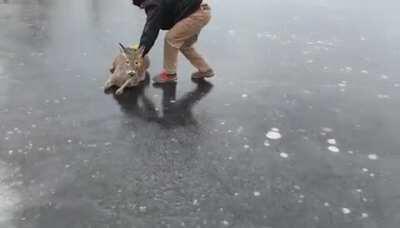 Wisconsin man helps push deer stranded on ice back to solid ground