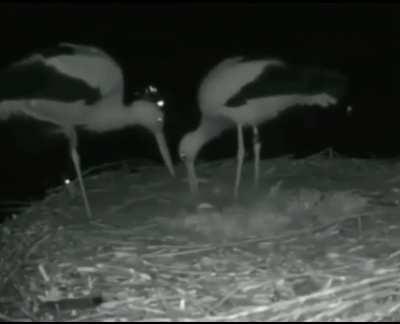 Two storks celebrating their first egg