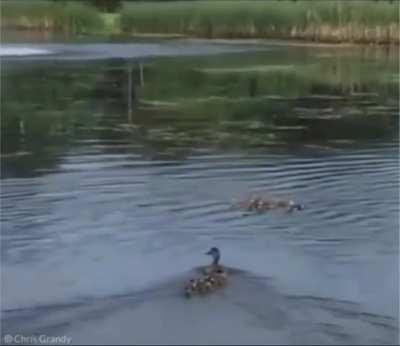 Momma duck adopts orphaned ducklings without any hesitations.