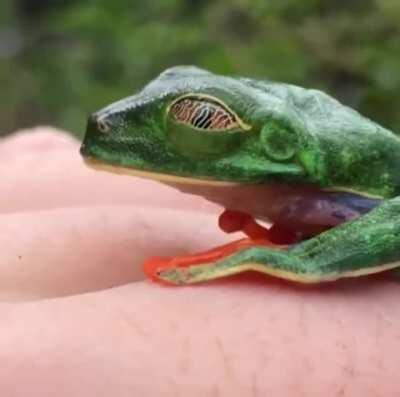 🔥 Tree Frog opens its eyes 👀