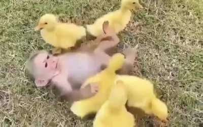 Baby monkey and his baby duck buddies 💕