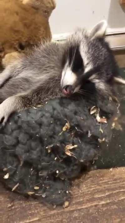 Never Wake Up a Wild Sleeping Racoon....