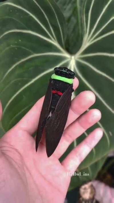 Male cicadas call to attract females, producing the distinct noisy songs. Once mate is found, they change their sound to indicate they're a couple