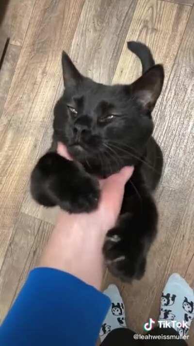 Black cats are lucky