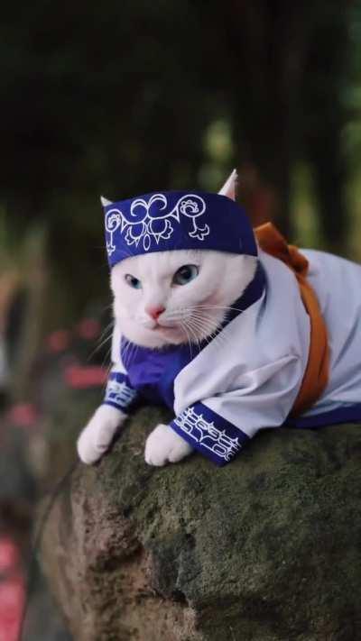 Precious Asirpa cat