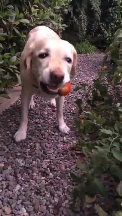 Dog picking and eating a tomato from the garden