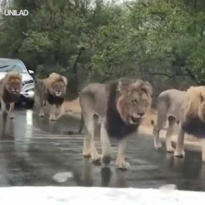 🔥 Lions stop the traffic in South Africa