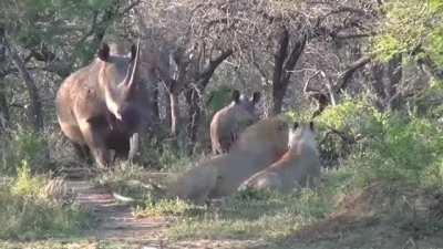 Absolute unit of a rhino awakens a pair of lions