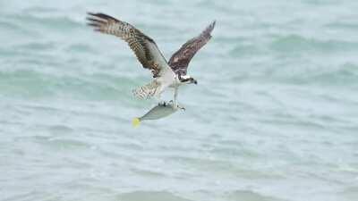 🔥 Osprey Rises With Huge Fish