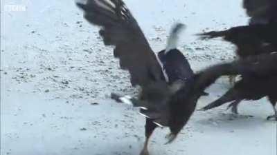 Steamer ducks save a penguin chick from a group caracaras