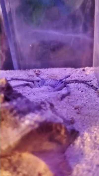 Sicarius thomisoides - the six eyed sand spider