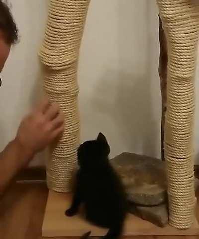 First time scratching post lesson for kitten