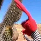 What does a cactus taste like?